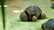 Large Articulated Turtle – Green, Brown & Blue Gradient Each (One of a Kind)